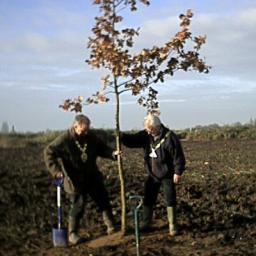 The Mayor and Dep Mayor stomp in a newly-planted
tree